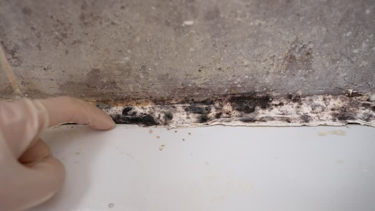 Environmental Consulting for Mold Prevention in Chamberlain, SD